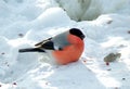 An ordinary male red bullfinch close-up.