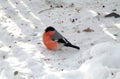 An ordinary male red bullfinch close-up.