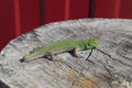 An ordinary quick green lizard. Lizard on the cut of a tree stump. Sand lizard, lacertid lizard Royalty Free Stock Photo