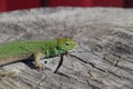 An ordinary quick green lizard. Lizard on the cut of a tree stump. Sand lizard, lacertid lizard Royalty Free Stock Photo