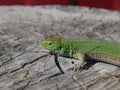An ordinary quick green lizard. Lizard on the cut of a tree stump. Sand lizard, lacertid lizard Royalty Free Stock Photo