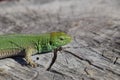 An ordinary quick green lizard. Lizard on the cut of a tree stump. Sand lizard, lacertid lizard Royalty Free Stock Photo
