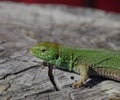 An ordinary quick green lizard. Lizard on the cut of a tree stump. Sand lizard, lacertid lizard Royalty Free Stock Photo