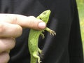 The green lizard is quick. Royalty Free Stock Photo
