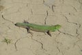 An ordinary quick green lizard. Lizard on dry ground. Sand lizard, lacertid lizard Royalty Free Stock Photo