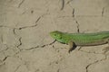 An ordinary quick green lizard. Lizard on dry ground. Sand lizard, lacertid lizard