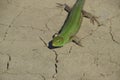 An ordinary quick green lizard. Lizard on dry ground. Sand lizard, lacertid lizard Royalty Free Stock Photo