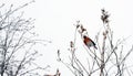 Common bullfinch on a tree Royalty Free Stock Photo