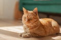 an ordinary red cat lies on the floor, guilty look