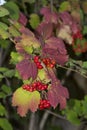 Ordinary red viburnum