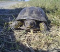 Ordinary river turtle. Turtle in the natural habitat.