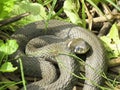 Ordinary snake basking in the sun Royalty Free Stock Photo