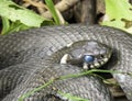 Ordinary snake basking in the sun Royalty Free Stock Photo
