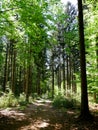 Ordinary sunday walk thru the forest near Gilching, Germany - trees, forest path and lots of green bushes