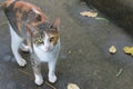 Ordinary Thai cat.