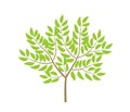 Ordinary tree. Not a big bush. Small thin tree plant. Green leaves and branches. Flat vector color Illustration clipart