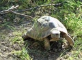 mediterranean spur thighed tortoise crawling on the ground between the grass and branches