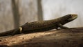 An ordinary viviparous lizard sunbathes on a log in a sunny forest. A lizard standing on a piece of wood in a typical