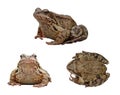 An ordinary water frog in three projections, isolated on a white background. Collection, set Royalty Free Stock Photo