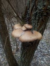 ordinary wood mushrooms