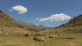 A herd of Pyrenees cows at Ordino valley Royalty Free Stock Photo