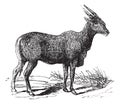 Oreas Canna, Eland or South African antelope vintage engraving