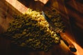 Orecchiette, Italian wheat semolina pasta, on a table and a knife Royalty Free Stock Photo