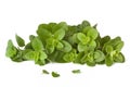 Oregano Royalty Free Stock Photo
