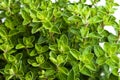 Oregano