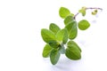 Oregano Royalty Free Stock Photo