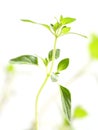 Oregano Royalty Free Stock Photo