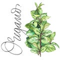 Oregano. Botanical drawing of a oregano. Watercolor beautiful illustration of culinary herbs used for cooking and