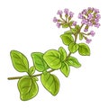 Oregano Branch Colored Detailed Illustration