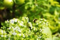 green garden beautiful flowers bumblebee Royalty Free Stock Photo