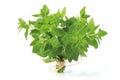 Oregano bunch Royalty Free Stock Photo