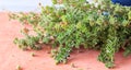 Oregano bunch on red background Royalty Free Stock Photo