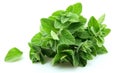 Oregano closeup Royalty Free Stock Photo