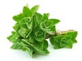 Oregano closeup Royalty Free Stock Photo