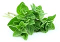 Oregano closeup Royalty Free Stock Photo