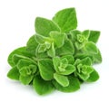 Oregano closeup