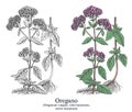 Oregano. Colorful vector hand drawn plant. Vintage medicinal plant sketch.