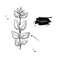 Oregano drawing. Isolated Oregano plant with leaves. Herb