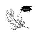Oregano drawing. Isolated Oregano plant with leaves. Herb