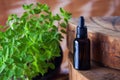 Oregano essential oil and fresh leaves