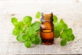 Oregano essential oil and fresh oregano leaves on the wooden board Royalty Free Stock Photo