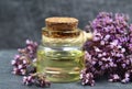 Oregano essential oil in a glass bottle with fresh blooming herb twigs on a dark background. Royalty Free Stock Photo