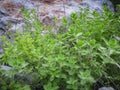 Oregano in field. Greek natural herb oregano. Green and fresh oregano flowers. Aromatic culinary herbs Royalty Free Stock Photo