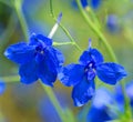 Oregano flower is a species of flowering plant