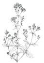 Oregano flowering twig Origanum vulgare botanical drawing