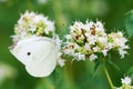 Oregano flowers Royalty Free Stock Photo